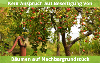 Kein Anspruch auf Beseitigung von Bäumen